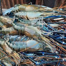 গলদা চিংড়ি (Golda Shrimp)