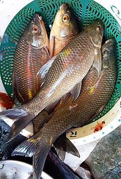 নদীর কালিবাউশ - nodir kalibaush