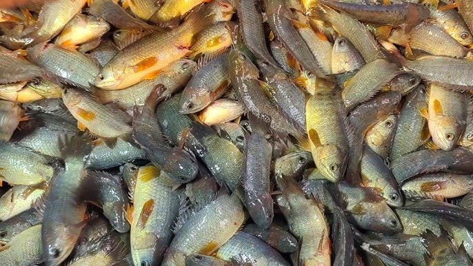 হাওরের দেশি কৈ - Haor Deshi Koi