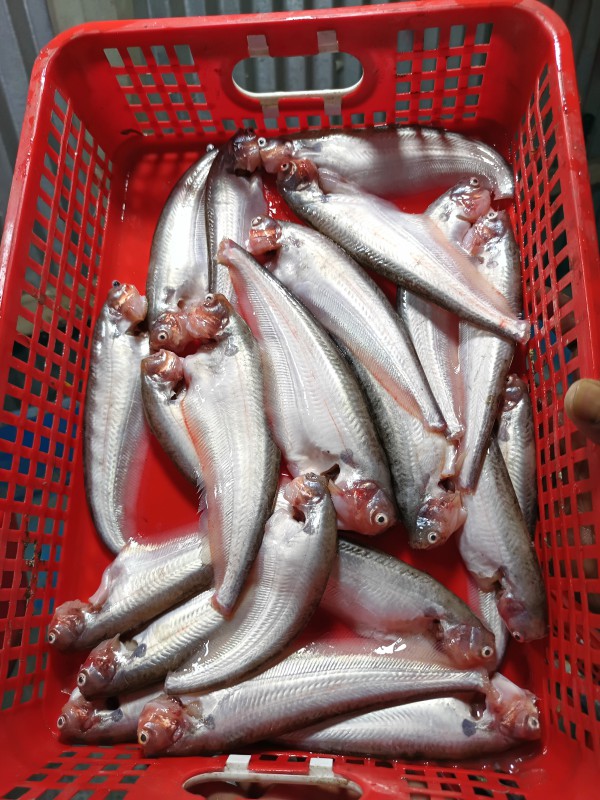 হাওরের পাবদা - Haor pabda